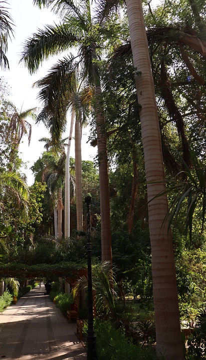 Egipt - ogród Kitchnera