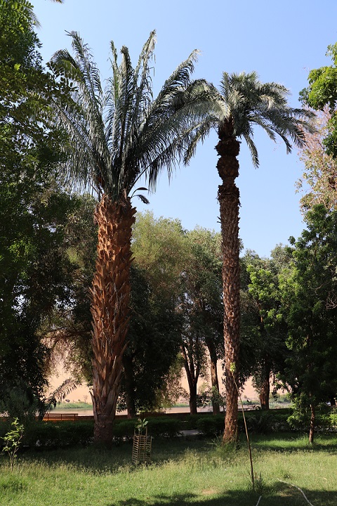 Egipt - ogród botaniczny na wyspie Kitchnera
