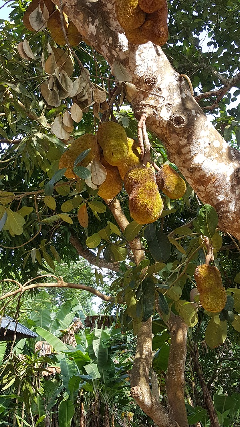Zanzibar, owoc chlebowca