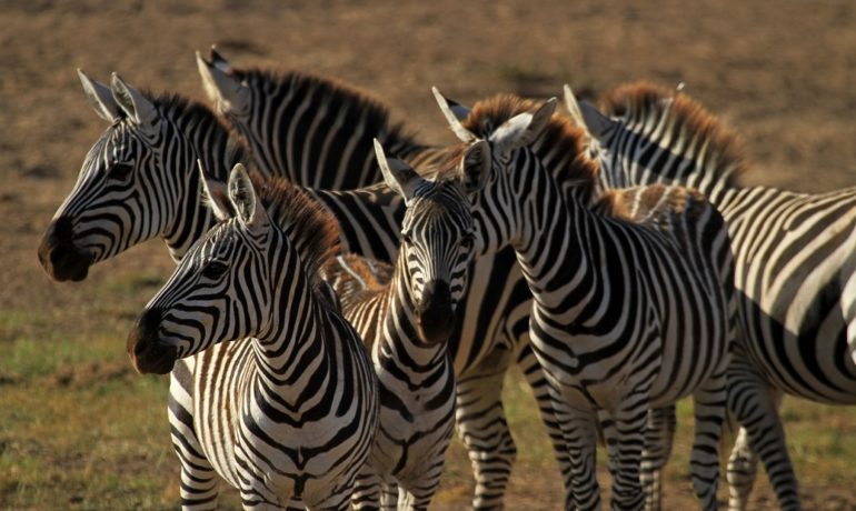 Tanzania - safari